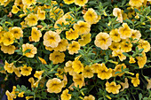 Calibrachoa, yellow