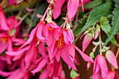 Begonia boliviensis 'Crackling Fire® Rose'