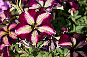 Petunia 'Crazytunia Pulse'