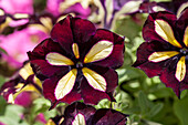 Petunia 'Crazytunia Star Jubilee'