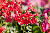 Pelargonium peltatum PAC® 'Evka'