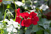 Pelargonium peltatum Happy Face® Velvet Red
