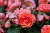 Begonia elatior 'Helia Orange'