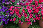 Petunia 'Hells Glow'