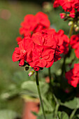 Pelargonium zonale PAC® 'Little Lady® Scarlet'