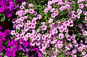 Petunia 'Littletunia Pink'