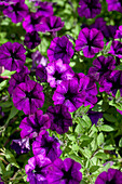 Petunia Littletunia Ultra Purple