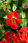 Torelus 'Orange Red Orchid'