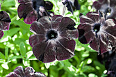 Petunia 'Black Ray'