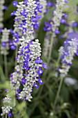Salvia farinacea 'Sallyfun™ Blue Tune'