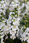 Salvia farinacea 'Sallyfun'™ White Imp'