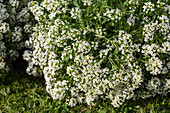 Lobularia 'Silver Stream'