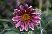 Gazania Sunbathers® 'Otomi'