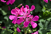 Pelargonium grandiflorum PAC® TWOinONE® 'Pink'