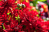 Dahlia, red