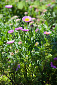 Erigeron glaucus 'Sea Breeze'®