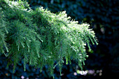 Cedrus deodara