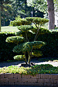 Ilex crenata Green Hedge