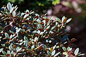 Rhododendron neriiflorum 'Burletta'