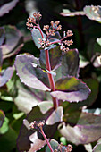 Sedum hybridum 'Matrona