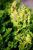 Chamaecyparis obtusa 'Nana Gracilis'