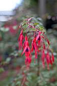 Fuchsia magellanica