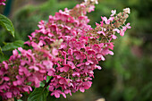 Hydrangea paniculata 'Pinky Winky'®