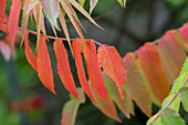 Rhus typhina