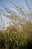 Molinia arundinacea 'Wind chime