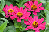 Zinnia marylandica 'Zahara Profusion Cherry'