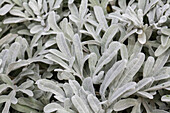 Artemisia stelleriana 'Silver Brocade