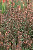 Agastache hybrida Kudos Mandarin