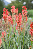 Kniphofia hybrida Popsicle Redhot