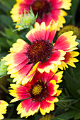 Gaillardia x grandiflora Sunset 'Mexican'