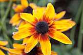 Rudbeckia 'City Serie Berlin