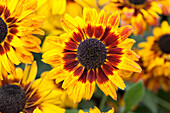 Rudbeckia fulgida 'Peking