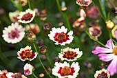 Coreopsis hybrida Prairie White