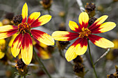 Coreopsis verticillata Bengal Tiger