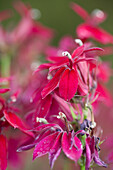 Lobelia x speciosa Princess Crimson