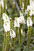 Veronica longifolia First Lady