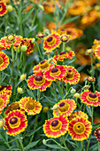 Helenium autumnale 'Mariachi Fuego'