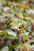 Aconogonon microcephala 'Silverdragon'