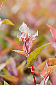 Aconogonon microcephala 'Chocolate Dragon'