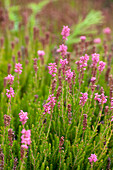 Erica spiculifolia 'Manja'