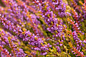 Calluna vulgaris 'Boskoop'