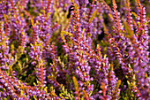 Calluna vulgaris 'Boskoop'