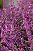 Calluna vulgaris 'Carmen'