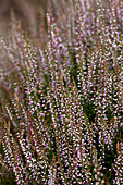 Calluna vulgaris 'Marleen'