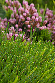 Erica gracilis