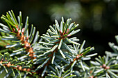 Picea omorika 'Nana'